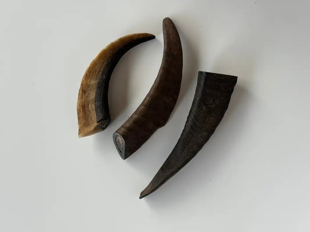Goat Horn with Marrow
