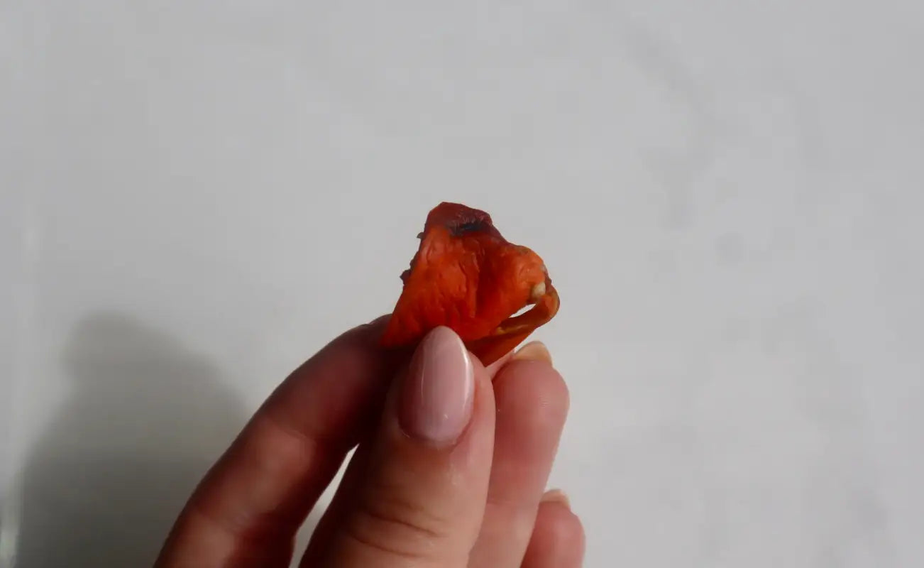 Green Lipped Mussels - Dog Treats